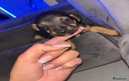 Jack Russell dogs for sale: One boy and one girl Jack Russell left  - Image 17