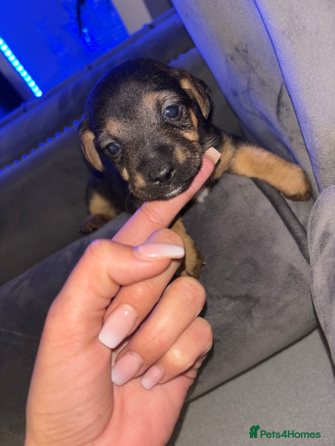 Jack Russell dogs for sale: One boy and one girl Jack Russell left  - Image 17