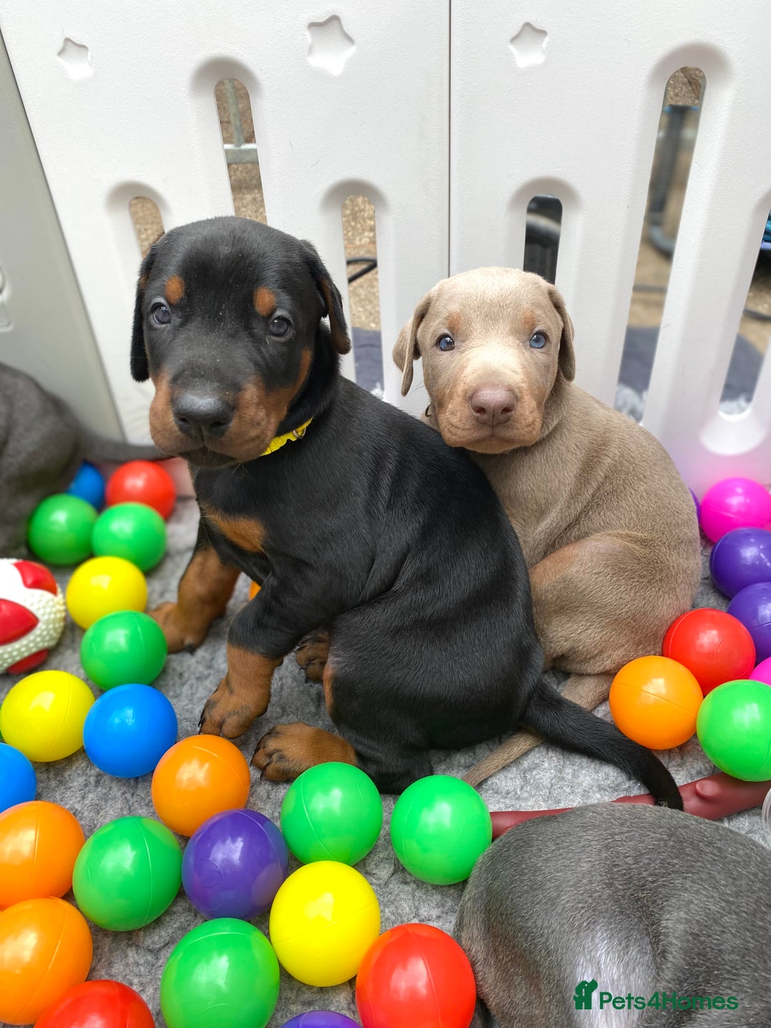 Dobermann dogs for sale: KC REGISTERED DOBERMAN ( 11 months old : Intact) - Advert 23