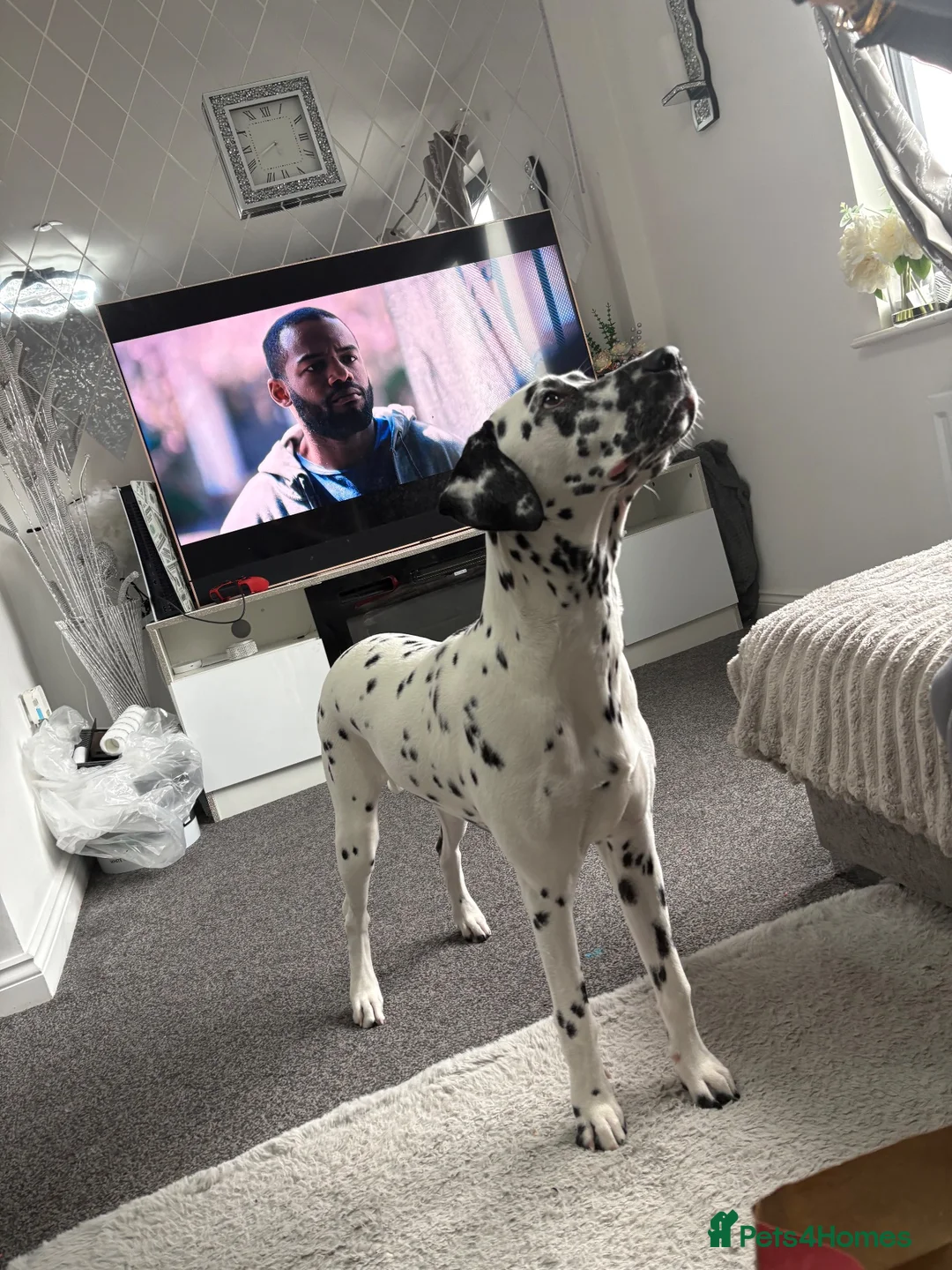 Dalmatian dogs for sale: KC Registered Deaf Dalmatian 7 Months Old - Advert 2