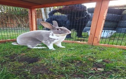 Rex rabbits for sale: Mixed litter of Mini Rex  - Image 1