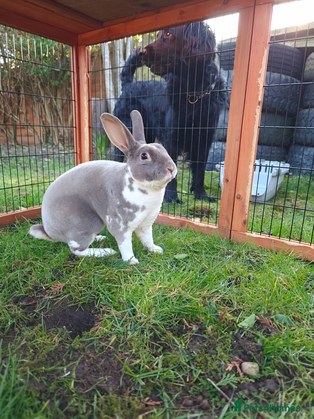 Rex rabbits for sale: Mixed litter of Mini Rex  - Image 1