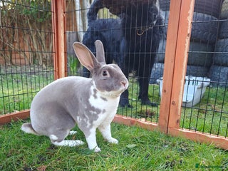 Rex rabbits - Advert 2