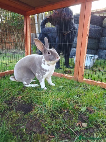 Rex rabbits - Advert 1