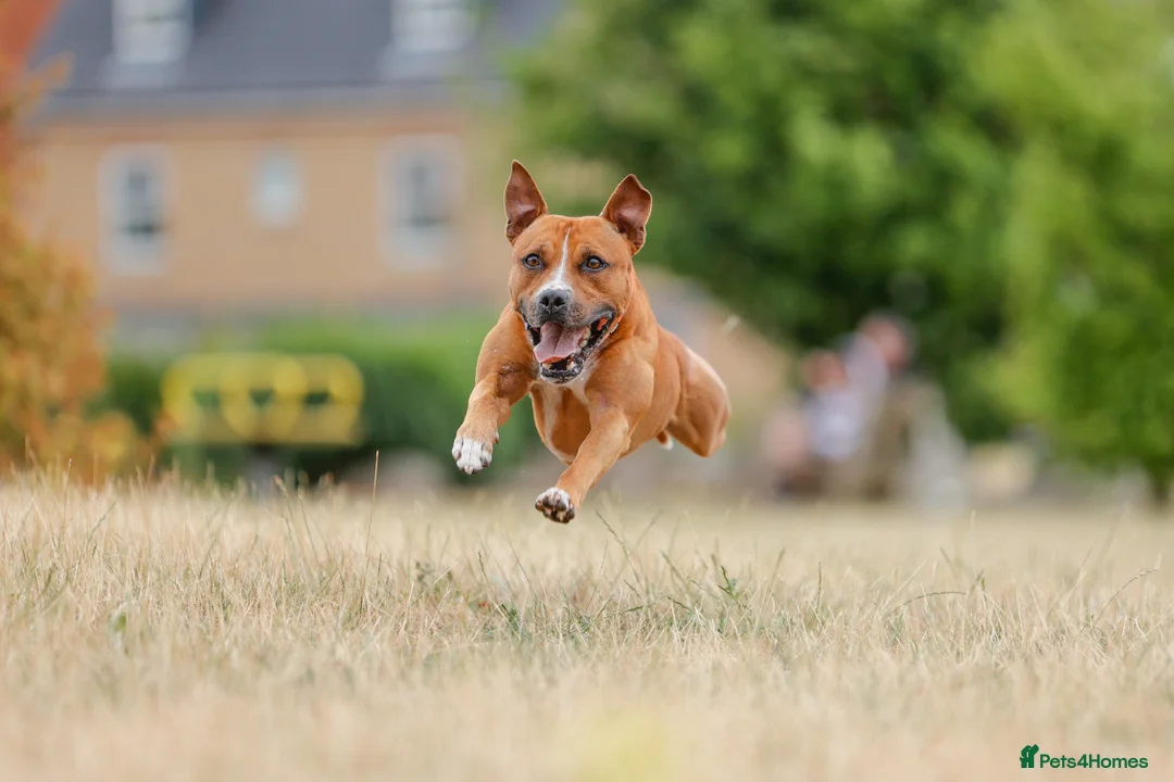 Staffordshire Bull Terrier dogs for stud: Staffordshire bull terrier stud  in Milton Keynes - Advert 10