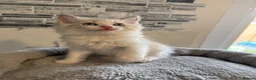 Ragdoll cats for sale: Stunning Ragdoll kittens - Advert 18