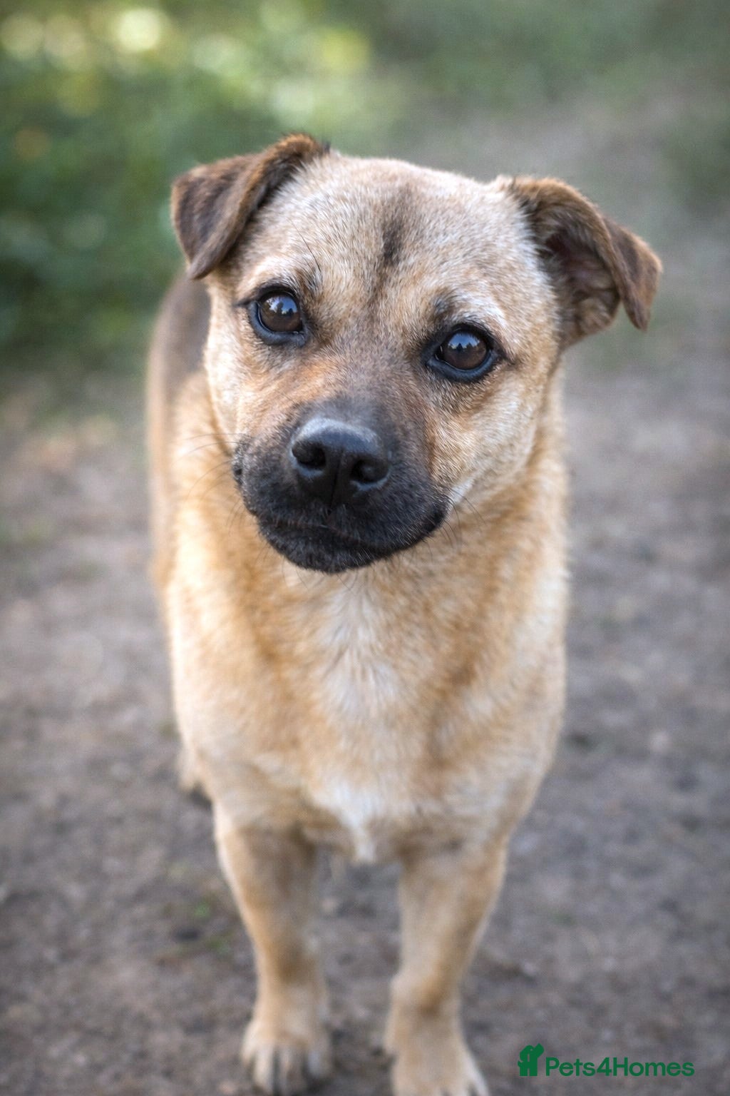 Mixed Breed dogs 🐾 Duggie – a tiny boy with the biggest heart 💛 - Advert 4