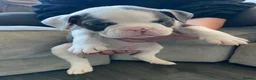 Old Tyme Bulldog dogs for sale: 6 left beautiful old tyme English bulldog puppies  - Advert 18