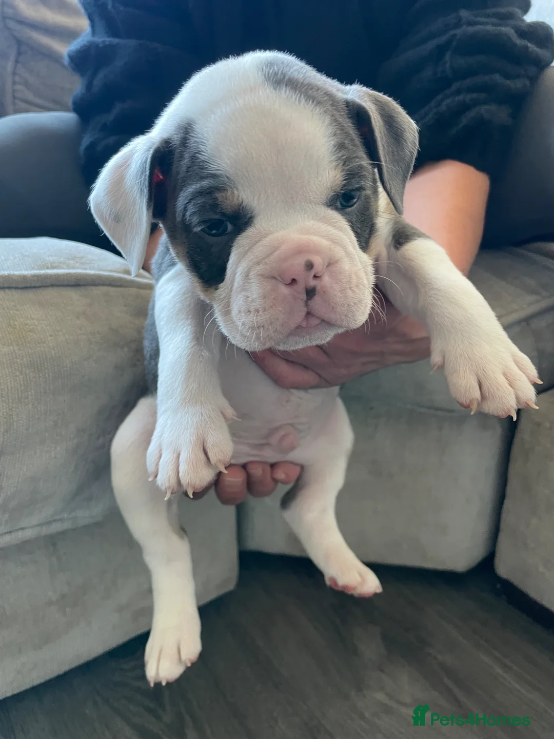 Old Tyme Bulldog dogs for sale: 6 left beautiful old tyme English bulldog puppies  - Advert 18