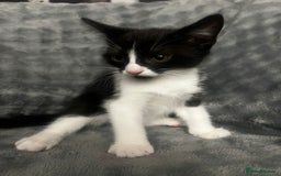 Mixed Breed cats for sale: 🐾 Three Charming Gentlemen Looking for Homes! 🐾 - Image 9