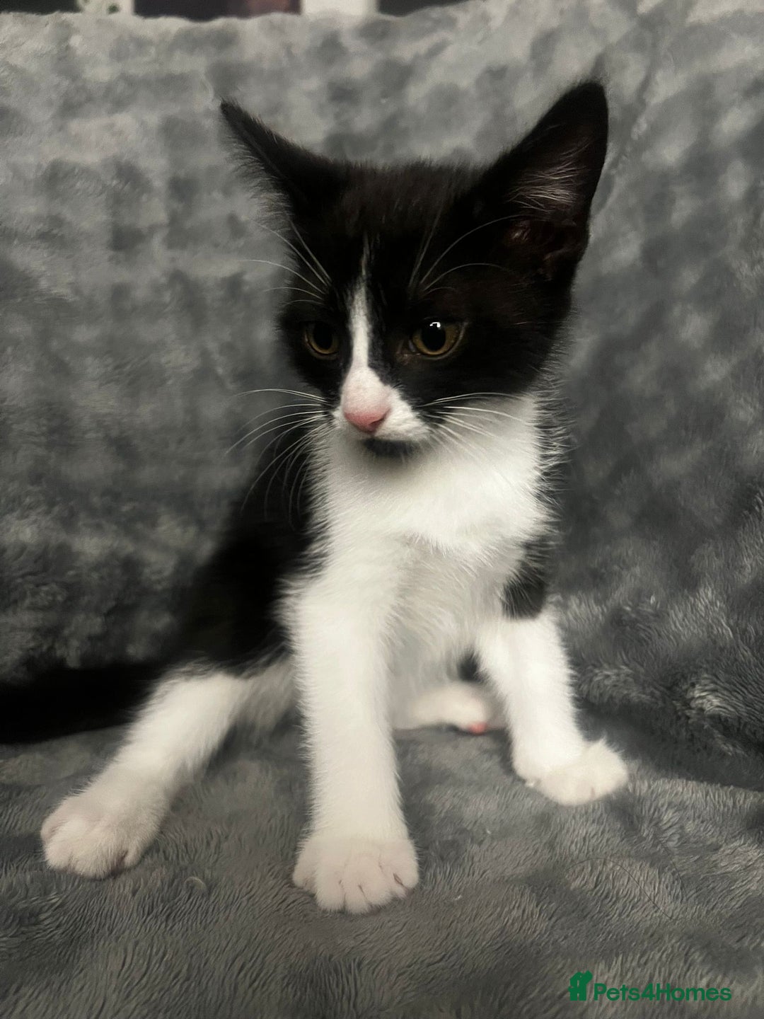Mixed Breed cats for sale: 🐾 Three Charming Gentlemen Looking for Homes! 🐾 - Image 9
