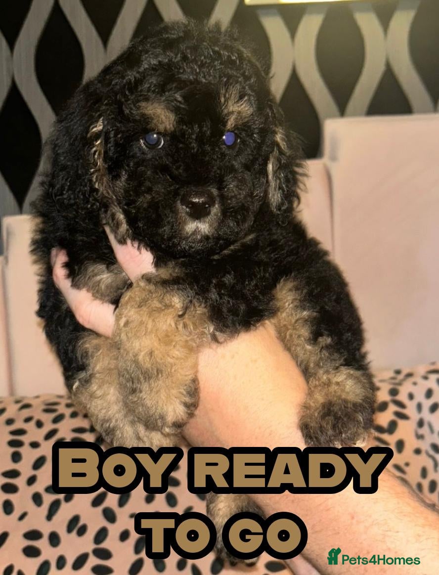Cavapoochon dogs Exceptional Cavapoochon Boys 2 left - Advert 2