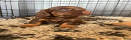 Cocker Spaniel dogs for stud: KC Choc & Tan Working Cocker. Health Tested!  - Advert 9