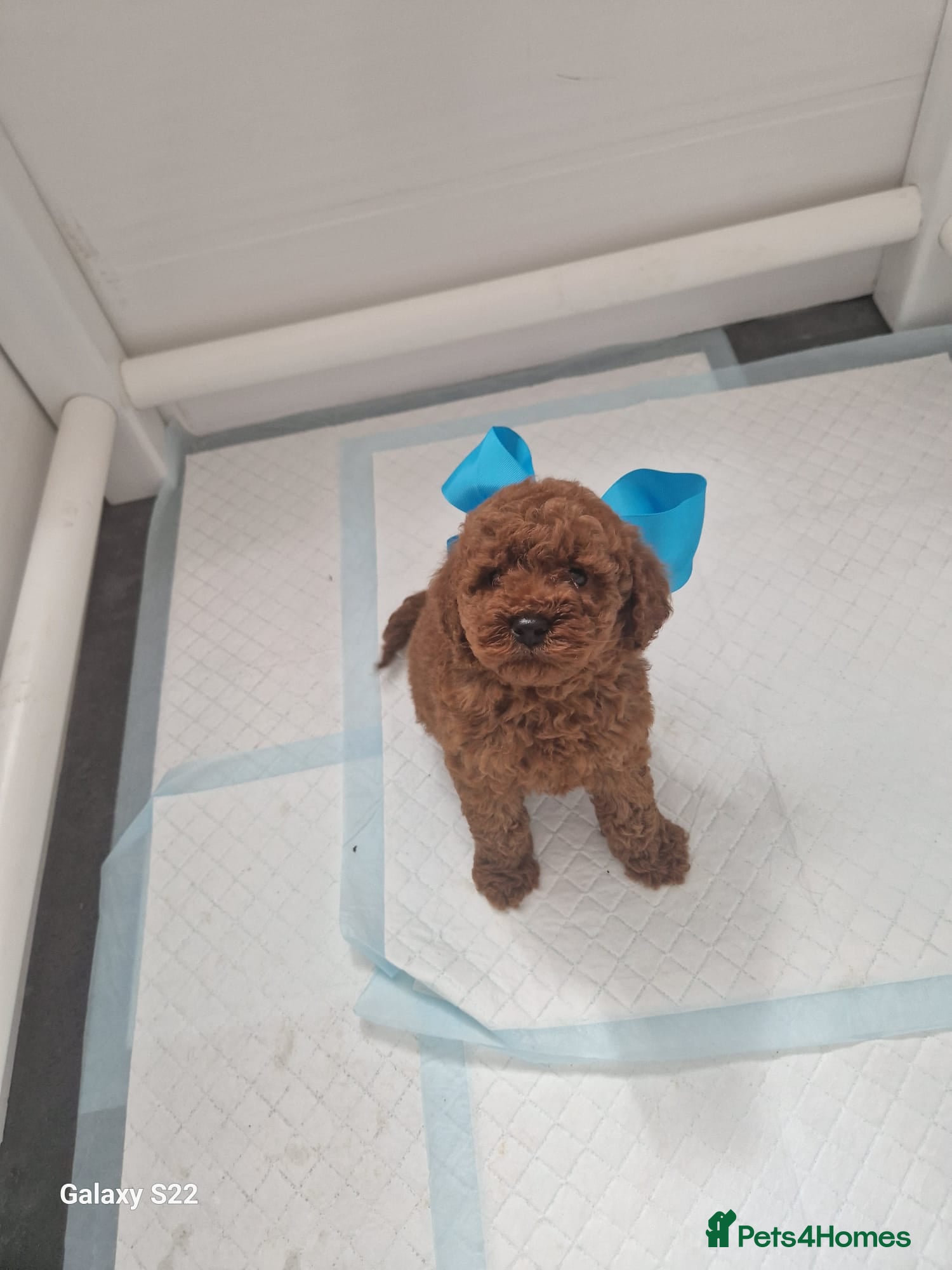 Miniature Poodle dogs Miniature  Poodle  - Advert 2