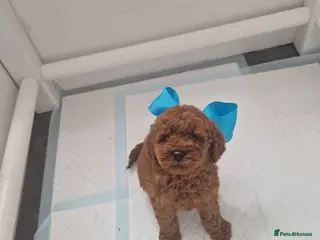 Miniature Poodle dogs Miniature Poodle - Advert 1