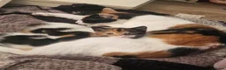 Mixed Breed cats for sale: 3 beautiful kittens for sale - Advert 14