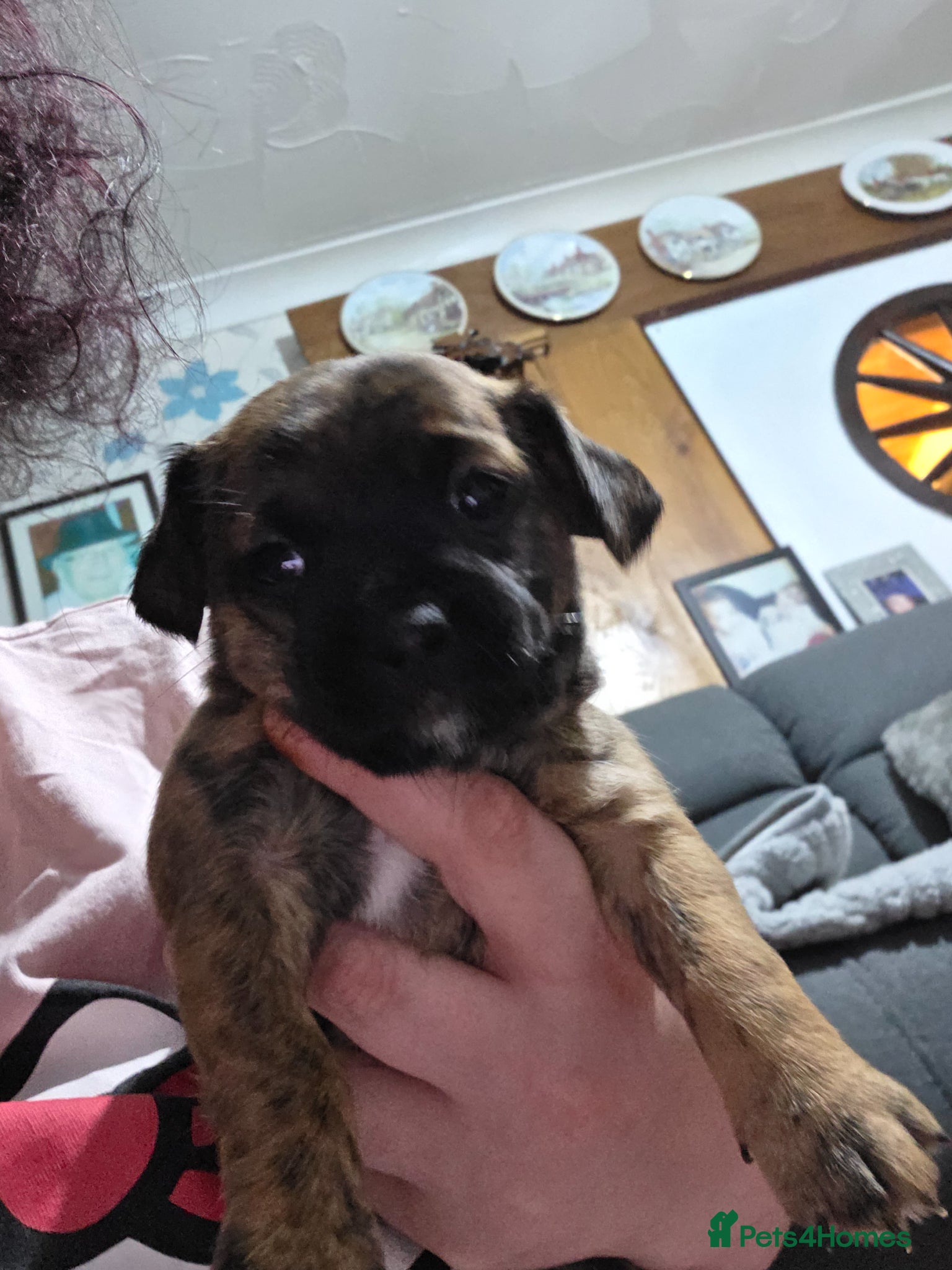 Mixed Breed dogs 5 beautiful patterjacks - Advert 3