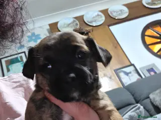 Mixed Breed dogs 5 beautiful patterjacks - Advert 3