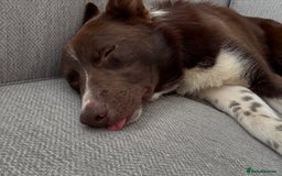 Border Collie dogs for sale: 11 month old puppy called Kip  - Image 9