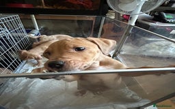 Mastiff dogs for sale: Mastiff X Pups - Image 8