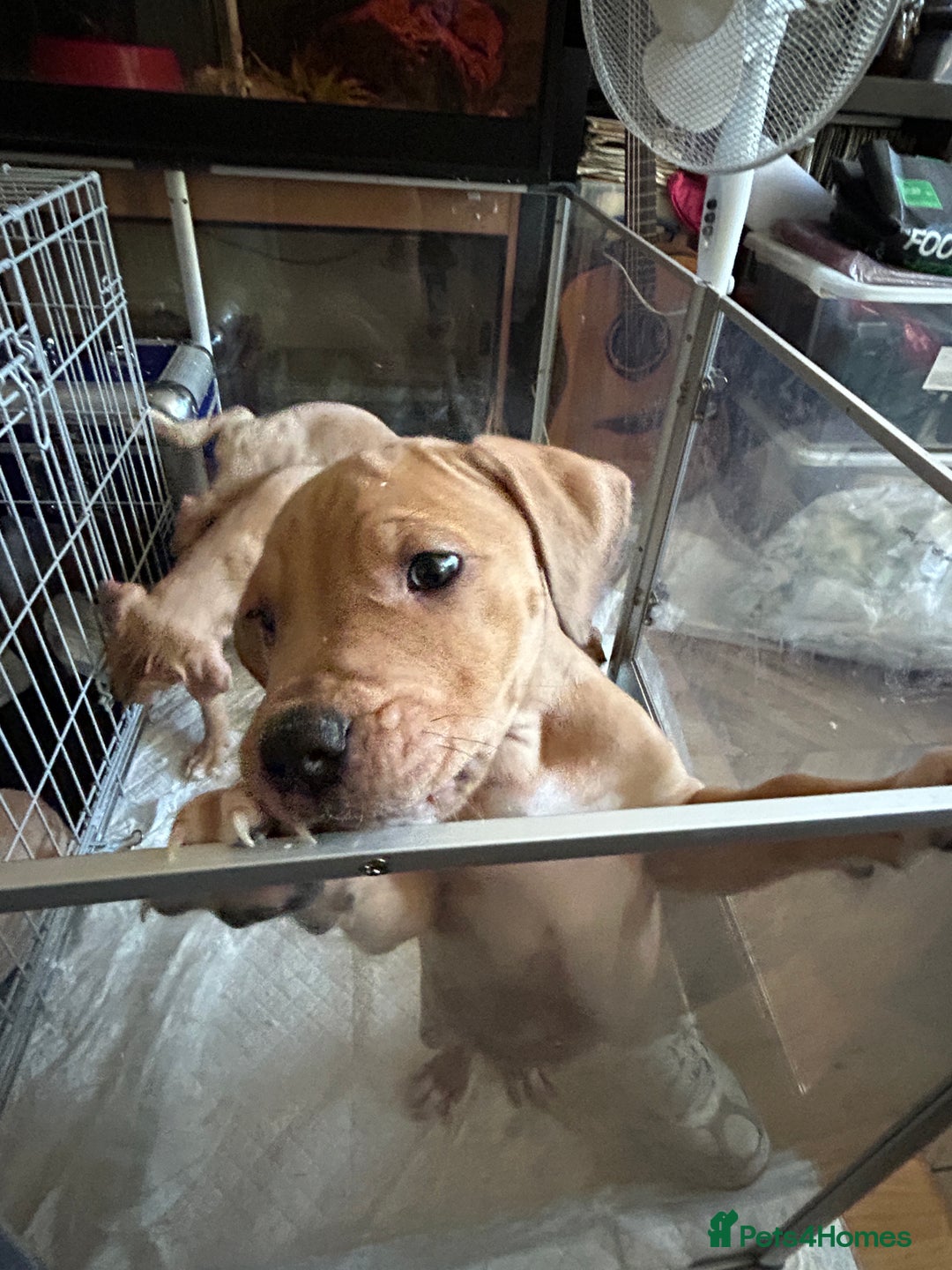 Mastiff dogs for sale: Mastiff X Pups - Image 8
