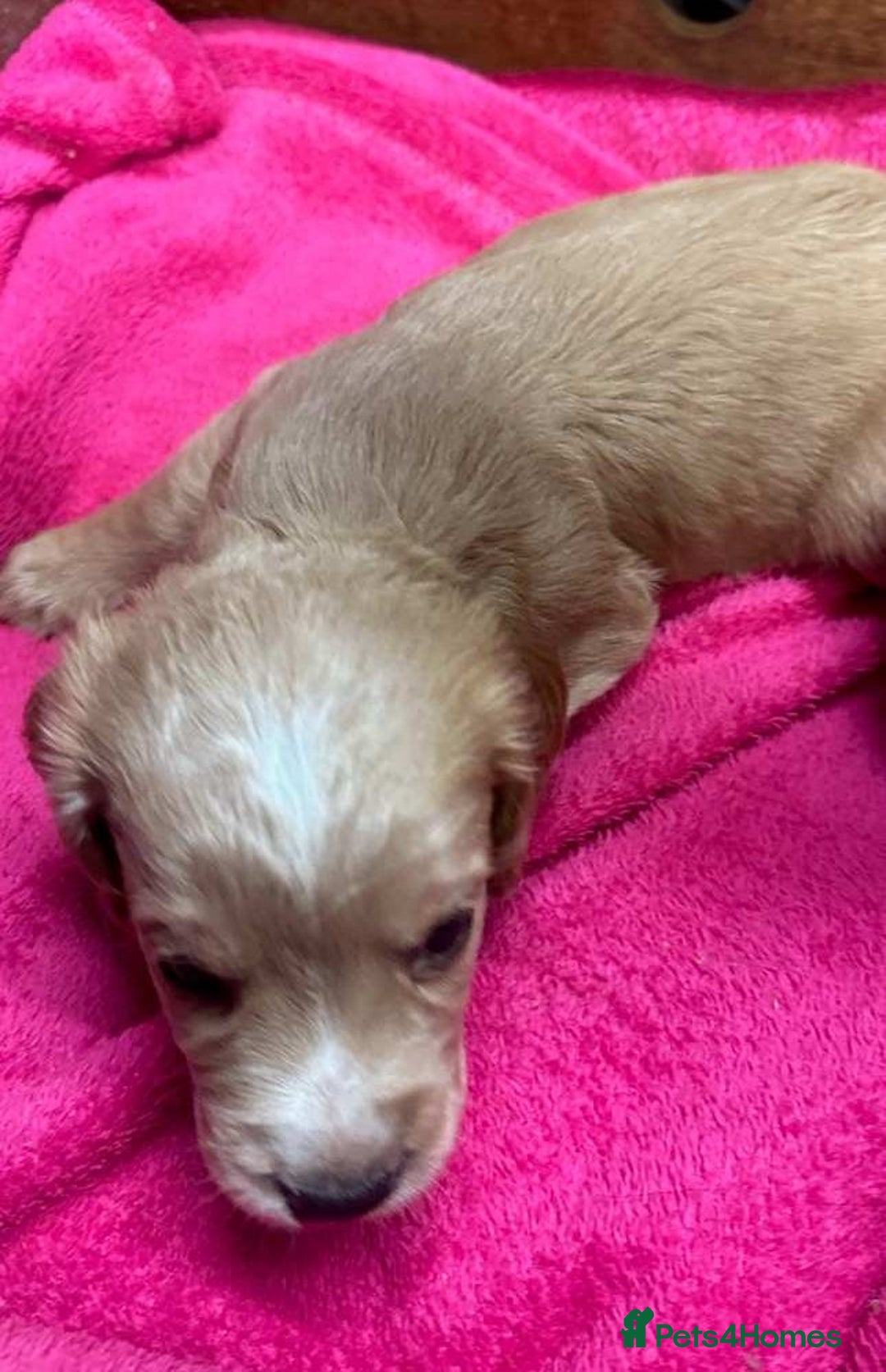 Cocker Spaniel dogs for sale: Cocker Spaniel puppies for sale - Advert 13