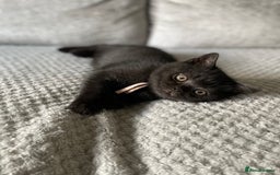 British Shorthair cats for sale: 🔥 BRITISH SHORTHAIR KITTENS BLUE BLACK LILAC CHOC - Image 3