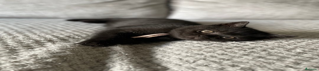 British Shorthair Kitten 3