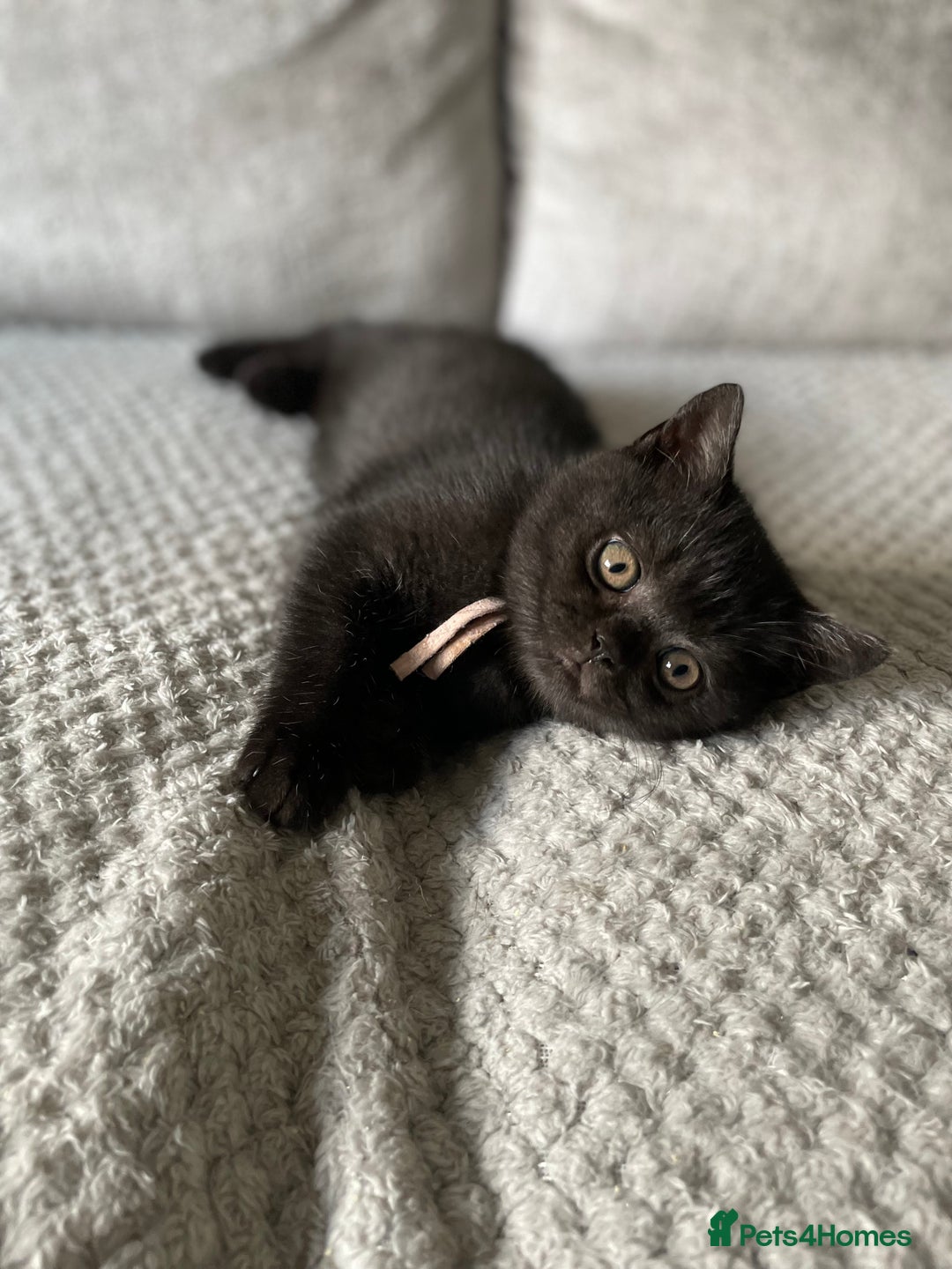 British Shorthair cats for sale: 🔥 BRITISH SHORTHAIR KITTENS BLUE BLACK LILAC CHOC - Image 3