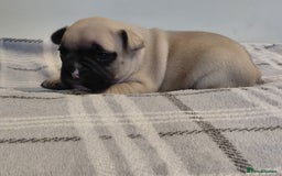 French Bulldog dogs for sale: French bulldog puppies - Image 8