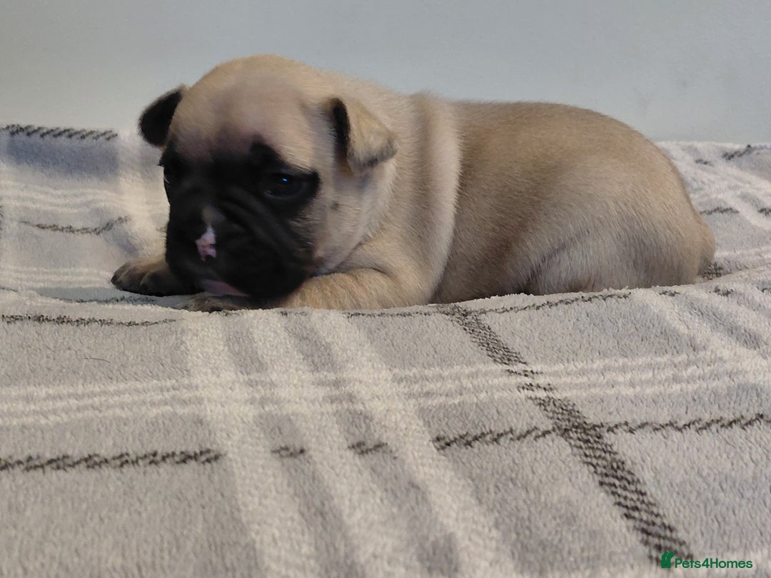 French Bulldog dogs for sale: French bulldog puppies - Image 8