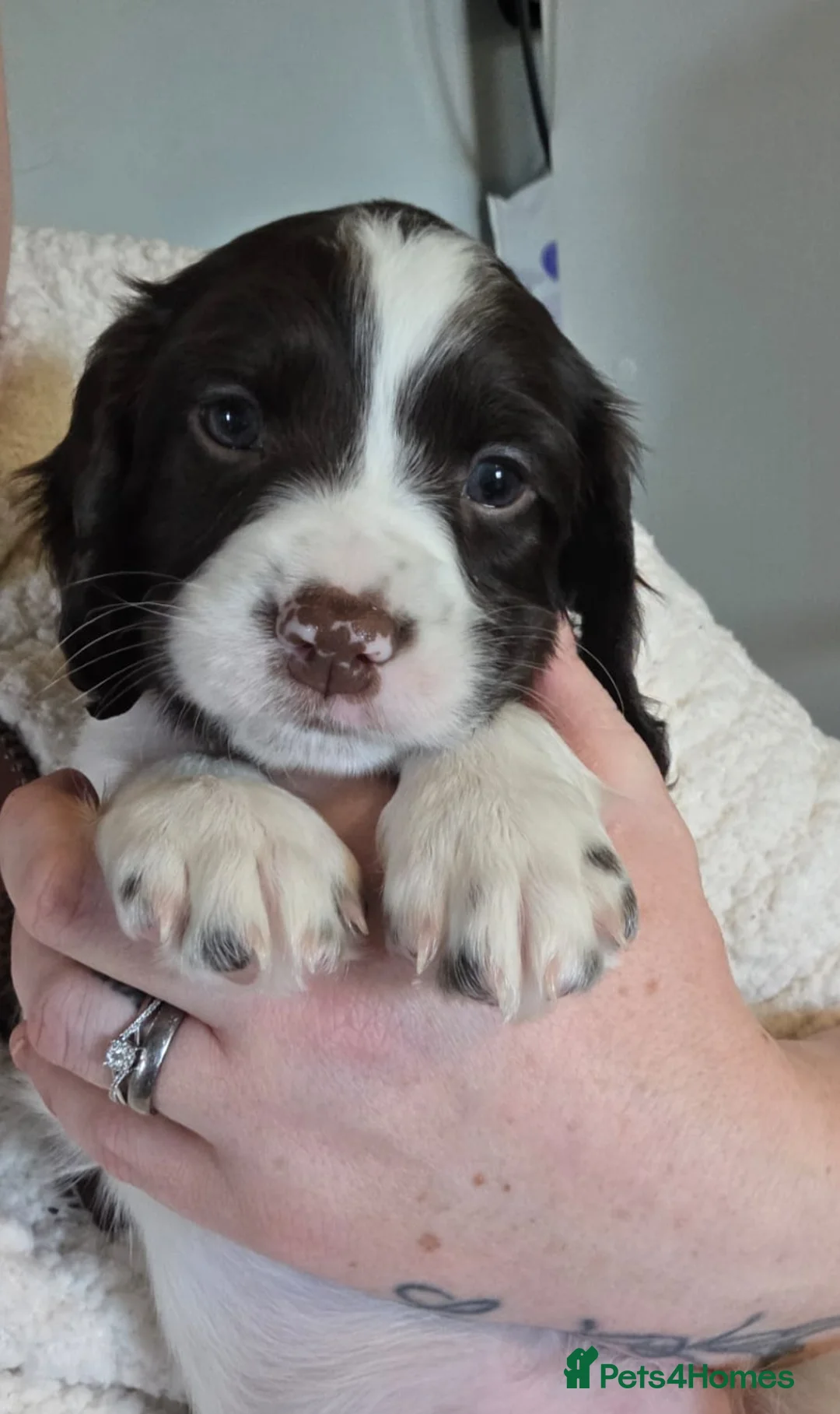 English Springer Spaniel dogs for sale: Gorgeous springer boy pup - Advert 1