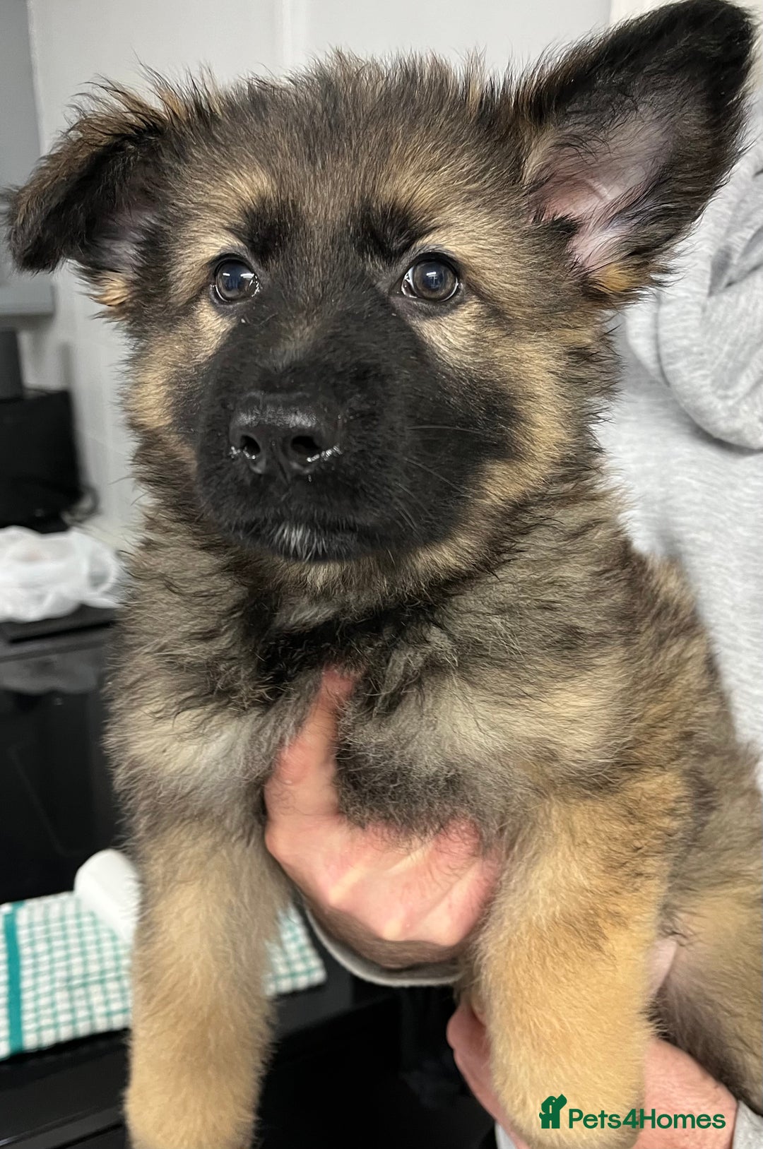 German Shepherd dogs for sale: Gorgeous pure German Shepherd Puppies  - Advert 11