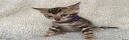 Bengal cats for sale: Bengal Kittens Looking for Loving Homes 🐾  - Advert 9