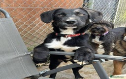 Mixed Breed dogs for adoption: Barney - Norwich norfolk  - Image 32