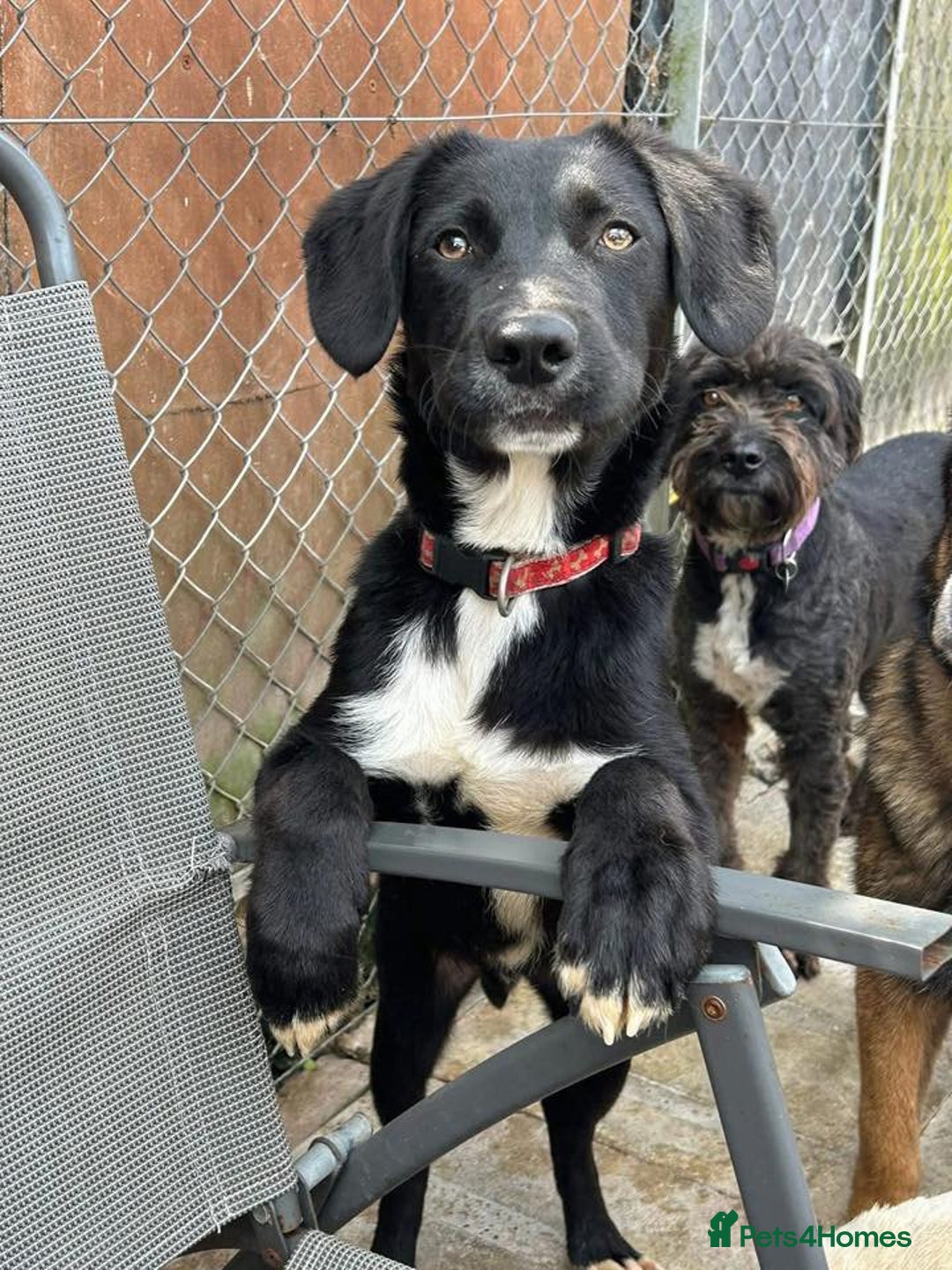 Mixed Breed dogs for adoption: Barney - Norwich norfolk  - Image 32