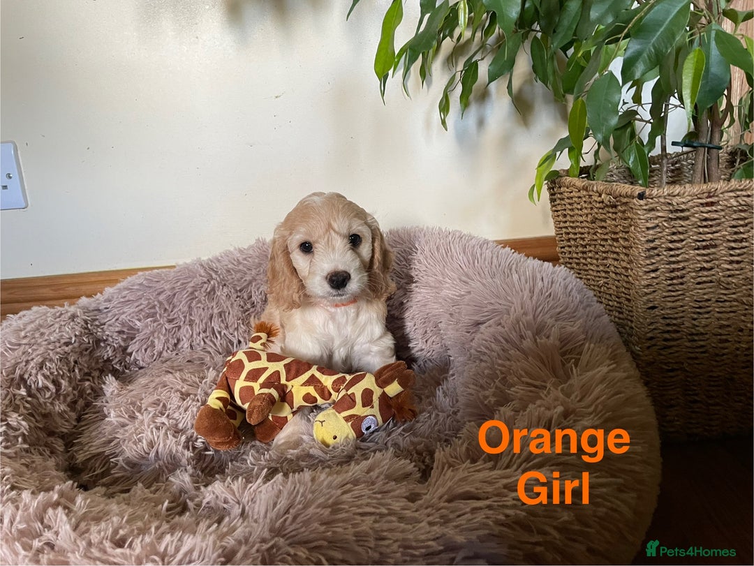 Cockapoo dogs for sale: 5⭐️⭐️⭐️⭐️⭐️RARE F1 champagne TOY Cockapoo pups!⭐️ - Image 6