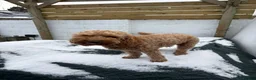 Cockapoo dogs for sale: Stunning F2 Cockapoo puppies - Advert 10