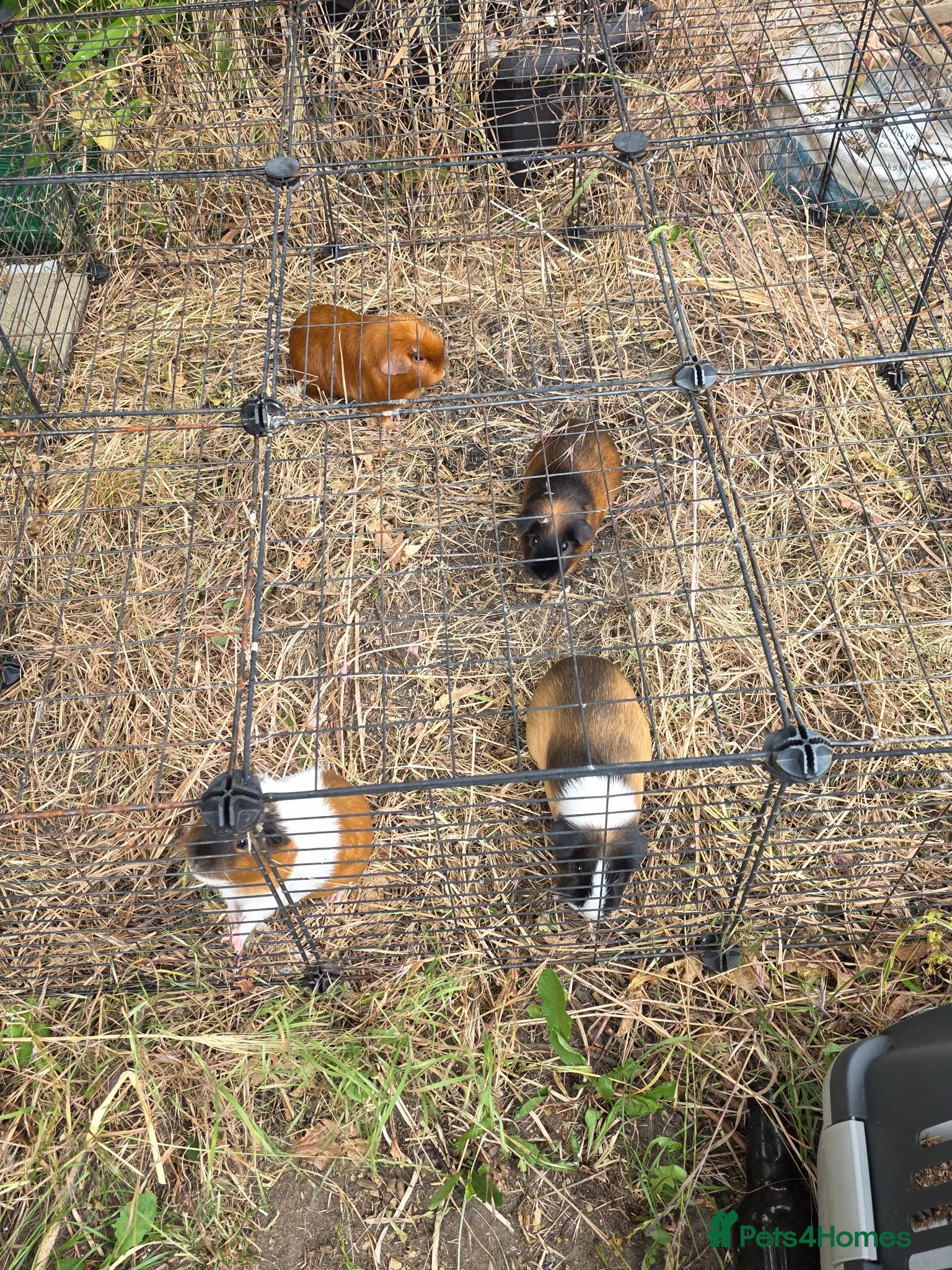 Guinea Pig rodents Adult female guinea pigs - Advert 1