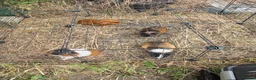 Guinea Pig rodents for sale: Adult female guinea pigs - Advert 1