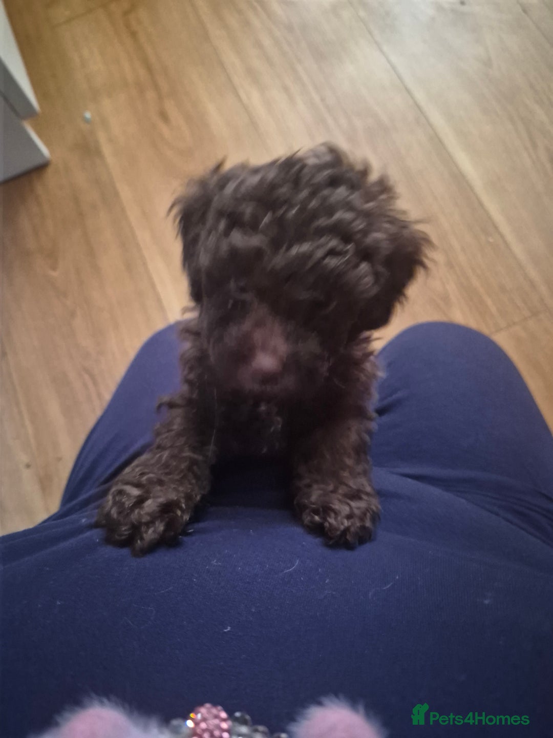 Toy Poodle dogs for sale: beautiful toy poodles for sale  - Advert 3