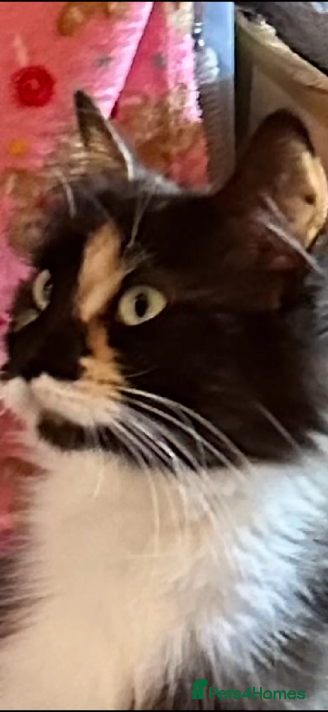 Mixed Breed cats for sale: 4 x beautiful kittens   - Advert 17