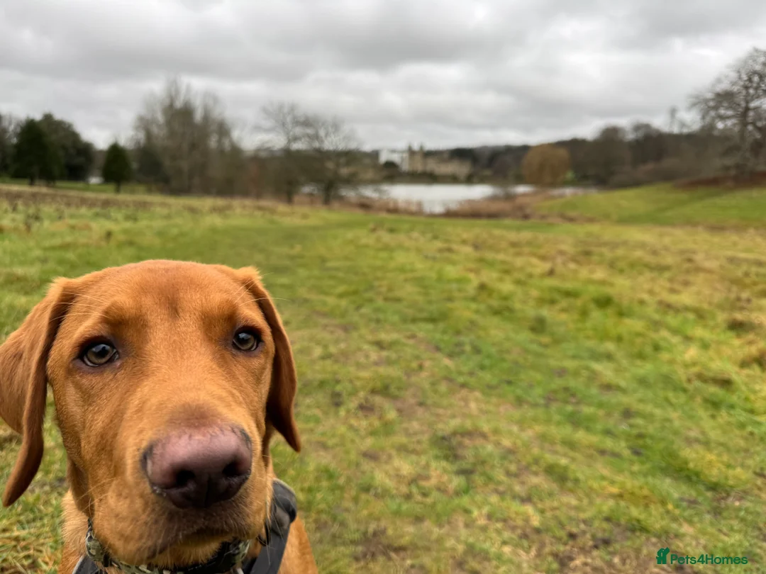 Labrador Retriever dogs for sale: Fox red Labrador puppy  - Advert 2