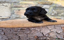 Cocker Spaniel dogs for sale: FTW Sired KC Reg Working Cocker Spaniel Puppies in Stocksfield - Image 7