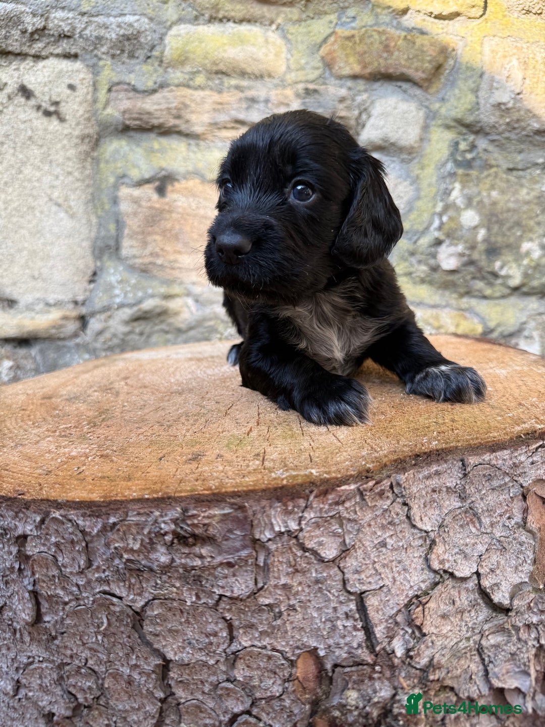 Cocker Spaniel dogs for sale: FTW Sired KC Reg Working Cocker Spaniel Puppies in Stocksfield - Image 7