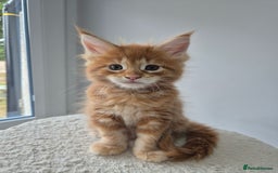 Maine Coon cats for sale: TICA - Maine Coon – 5 Boys Looking for Loving Home - Image 8