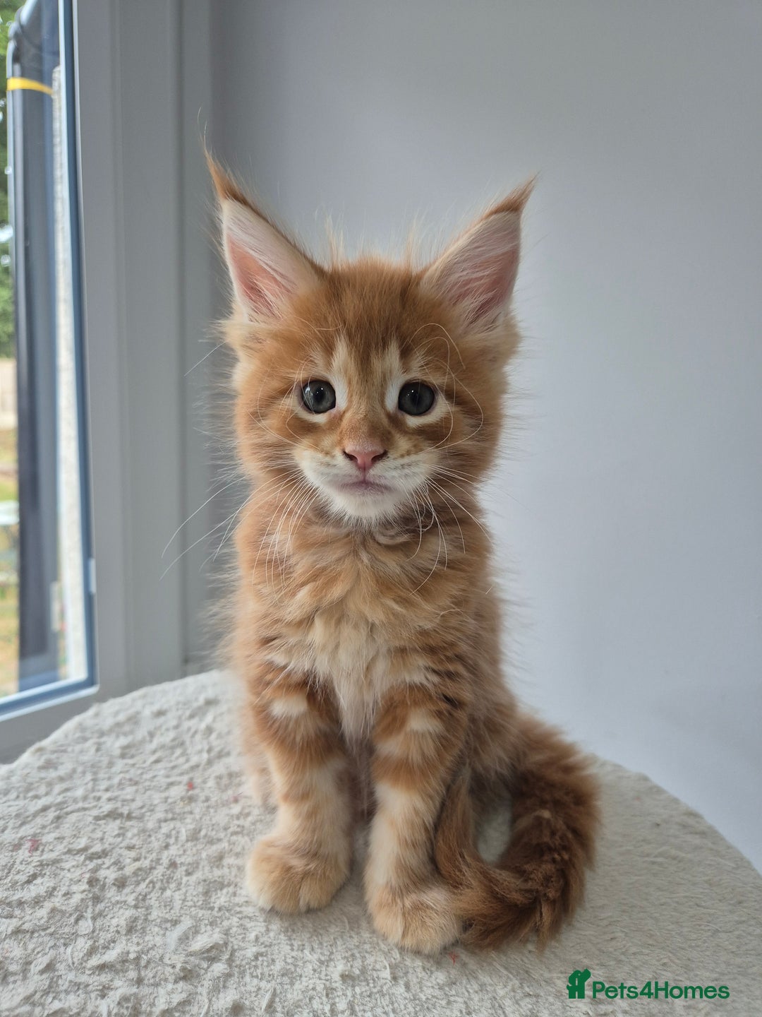 Maine Coon cats for sale: TICA - Maine Coon – 5 Boys Looking for Loving Home - Image 8