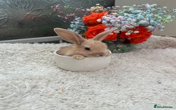 Continental Giant rabbits for sale: Continental Giant baby Rabbits harlequin yellow  - Image 10