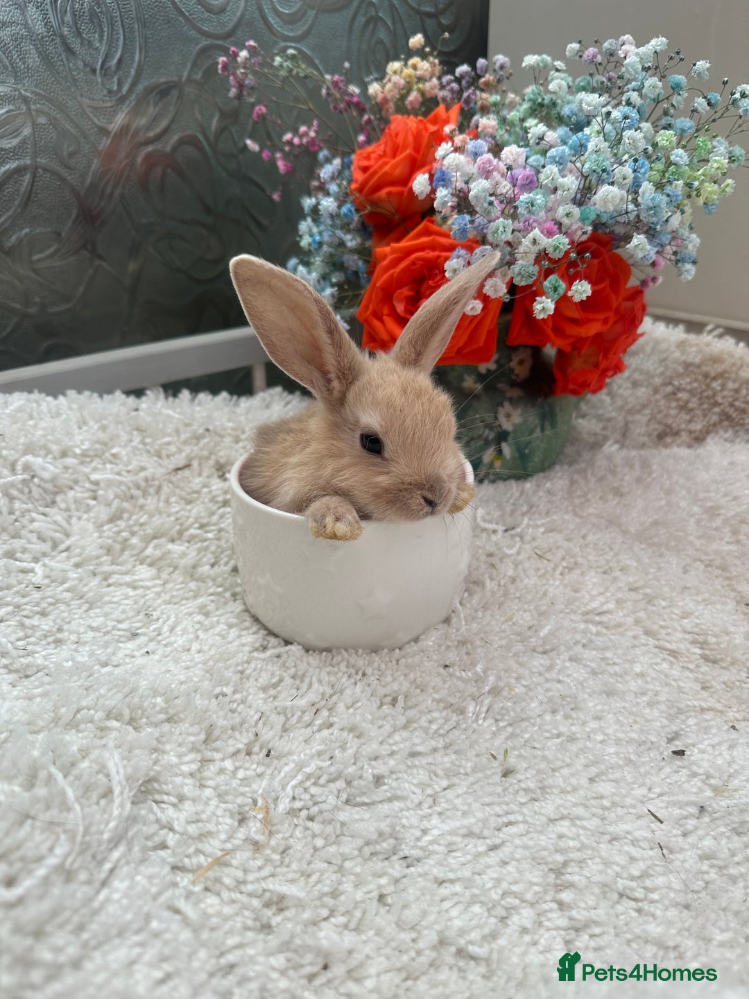 Continental Giant rabbits for sale: Continental Giant baby Rabbits harlequin yellow  - Image 10