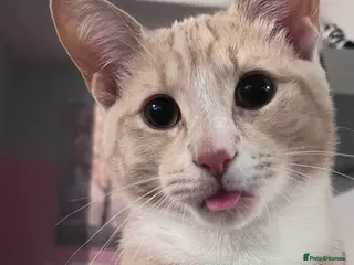 Mixed Breed cats Gorgeous mixed breed kitten for sale - Advert 1